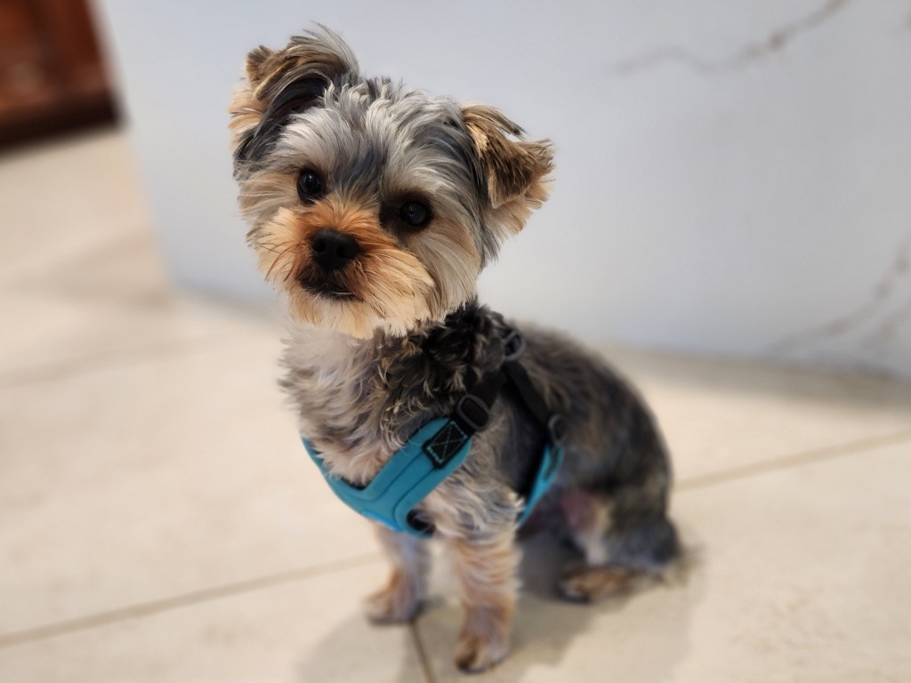 Bert